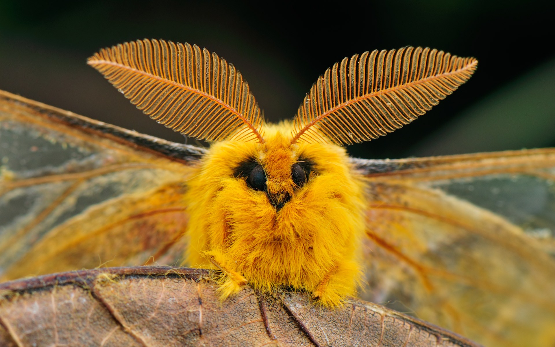 an orange moth